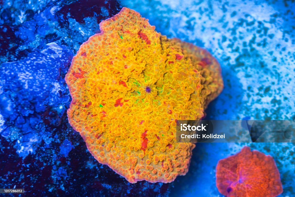 istockphoto-1317286012-1024x1024.jpg