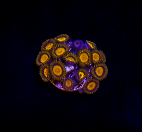 Tutti Frutti Zoanthid