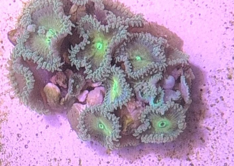 Mint Green Palythoa