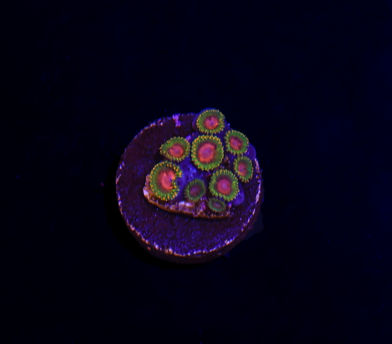 Awesome Blossom Zoanthid