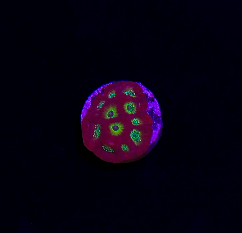Ring of Fire Favites Frag