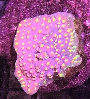 Rainbow Montipora