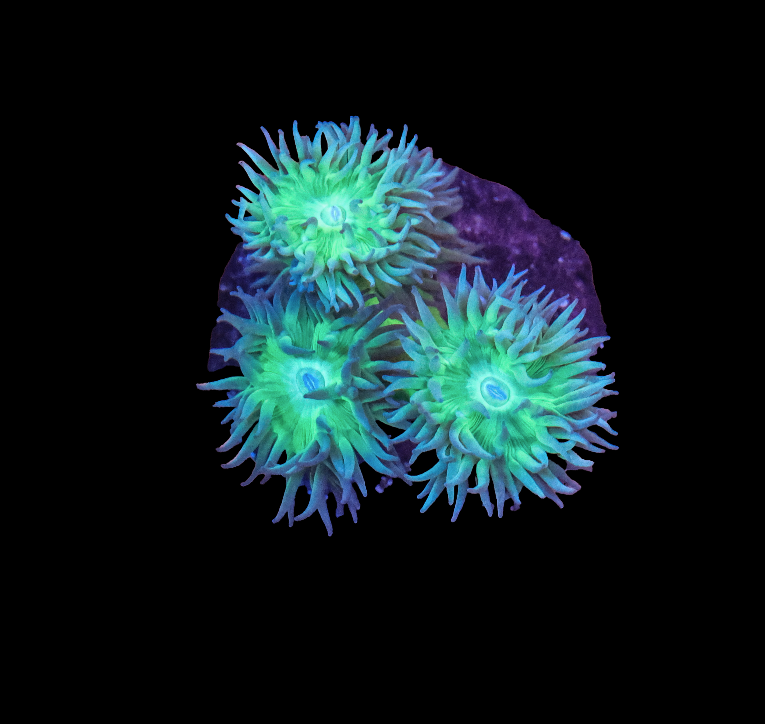 556A0328.png
