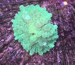 Green Indo Rhodactis Mushroom