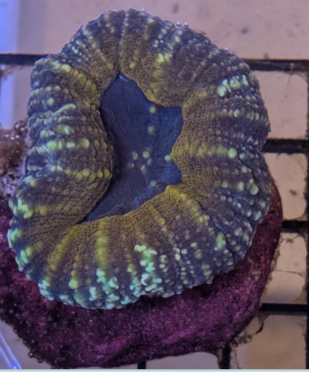 Aussie Lobo Colored Grade A