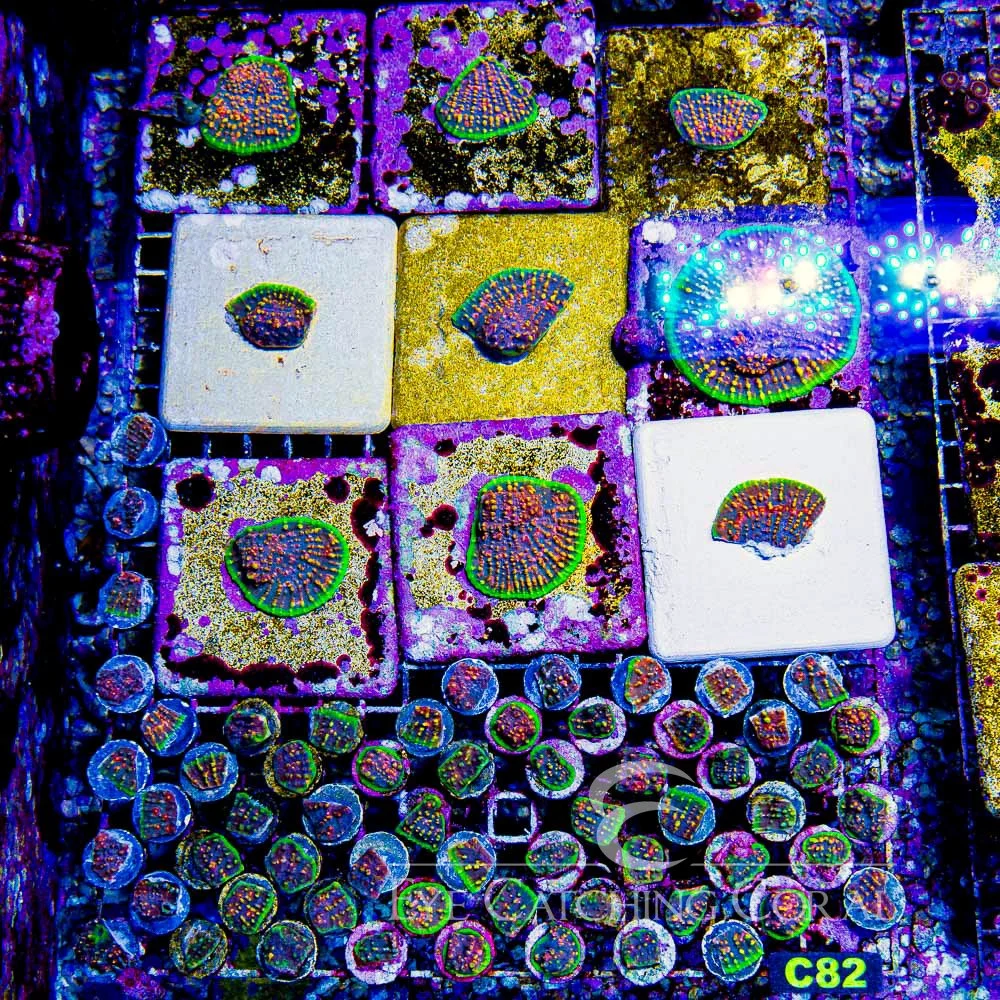 2b326032871a9c6c228b-1746105461.jpg