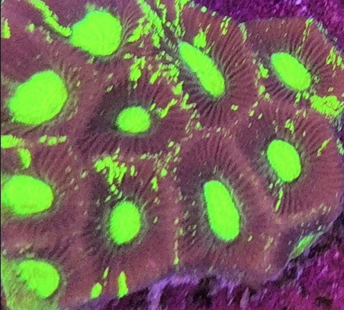 Radioactive Pulse Favia