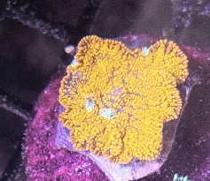 Orange Indo Rhodactis Mushroom