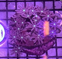 Daisy Polyp