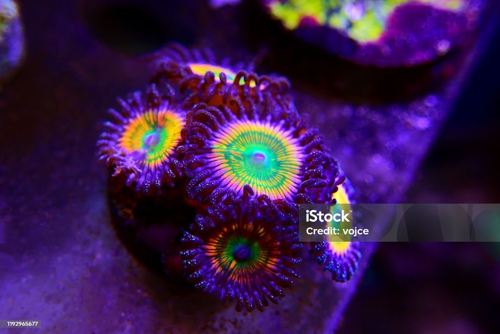 istockphoto-1192965677-1024x1024.jpg