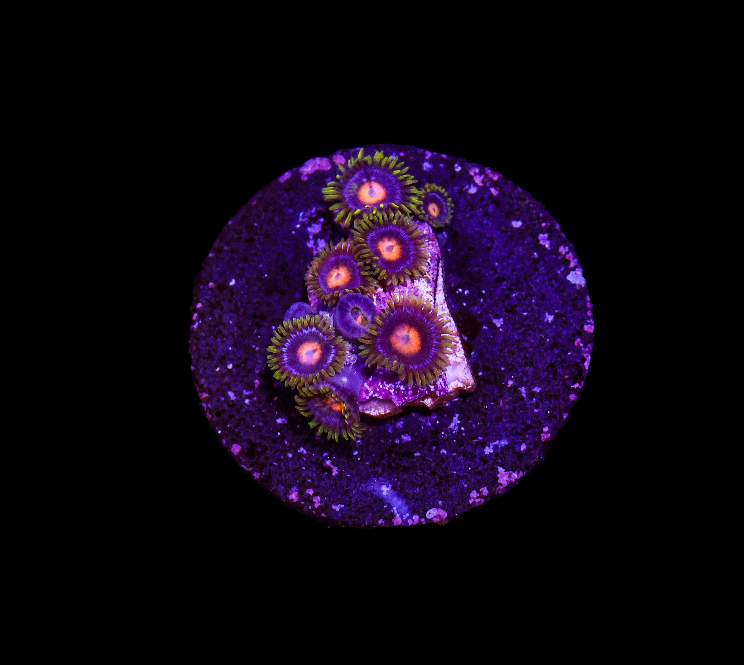 Yellow Brick Road Zoanthid