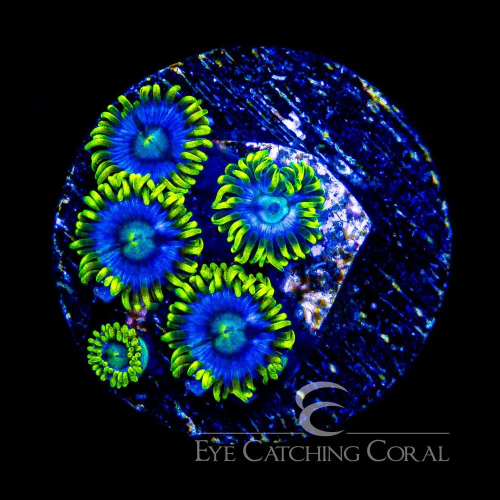 Blueberry Haze Zoanthid