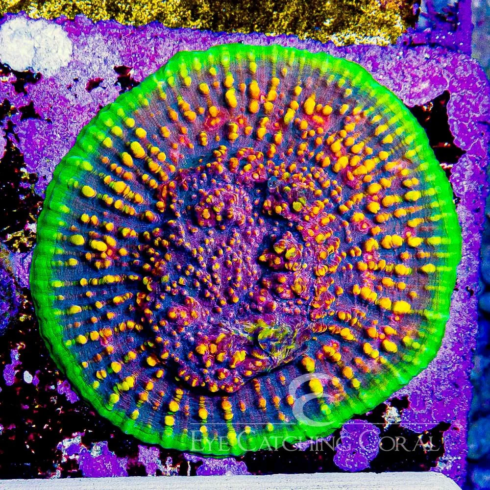 Chalice Borealis Frag