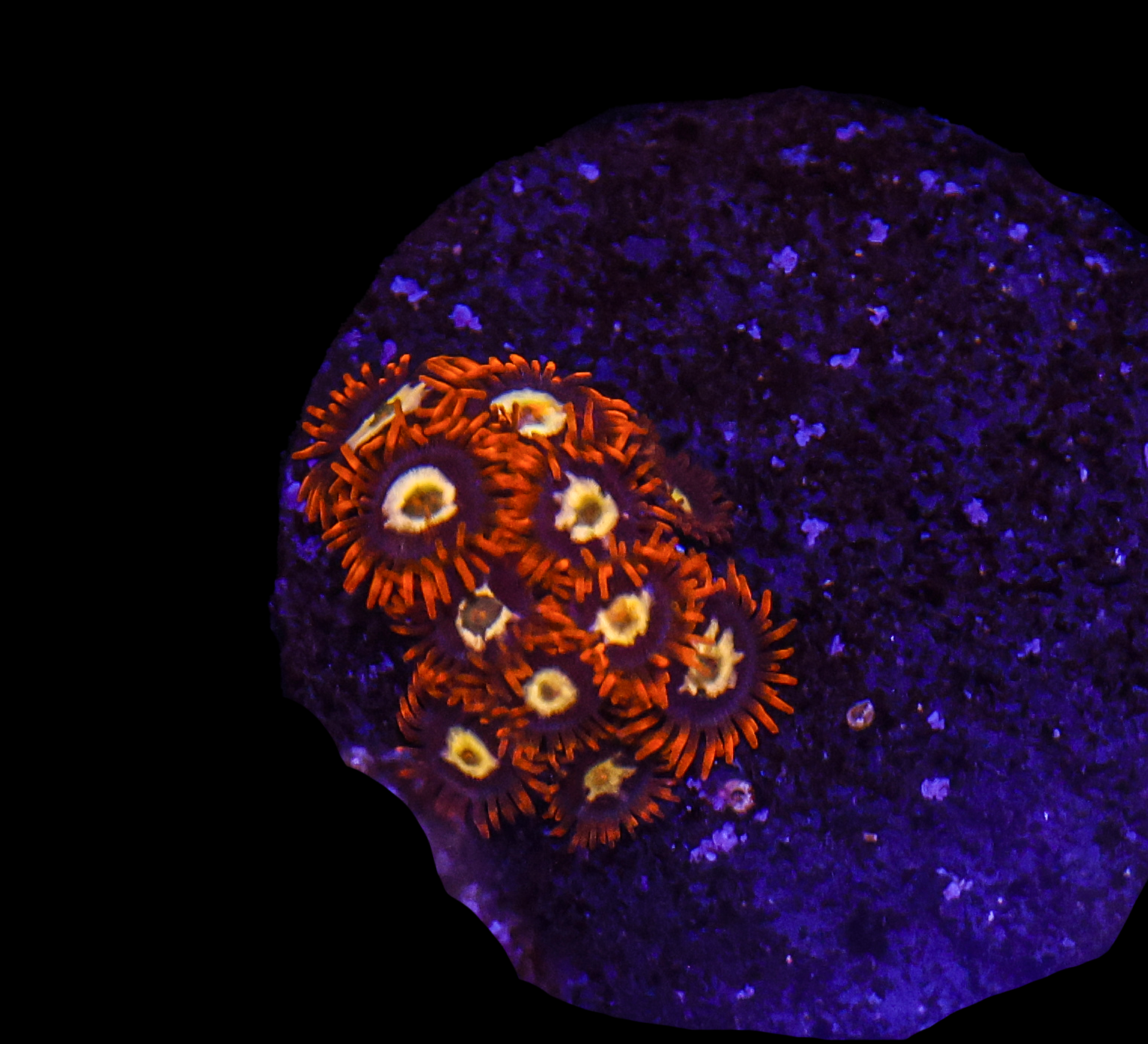 War Birds Zoanthid