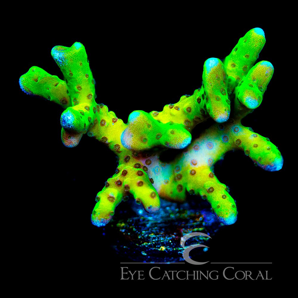 Atomic Lightning Anacropora Frag