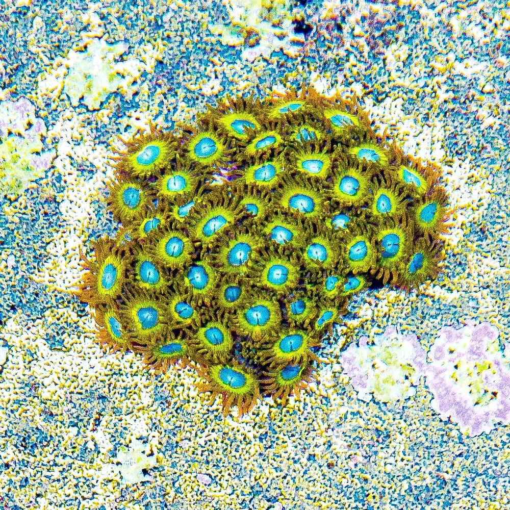 Pikachu Zoa