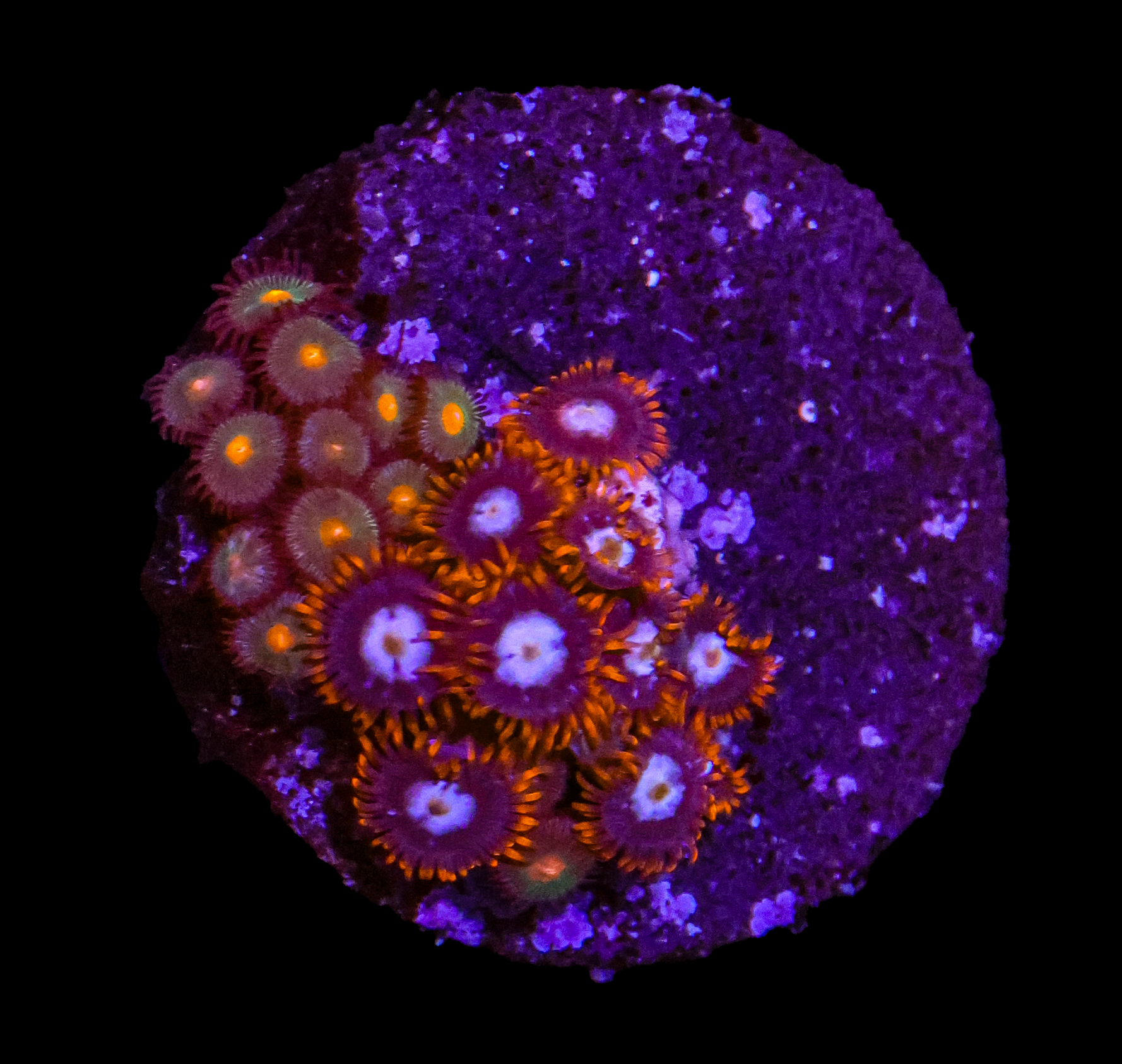 Mystery Zoanthid Combo