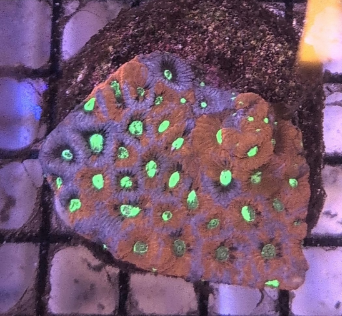 War Coral Favite