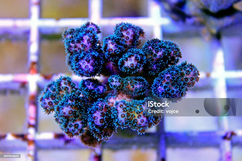 istockphoto-1091923642-1024x1024.jpg