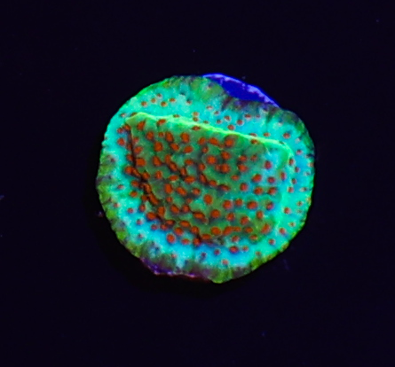 Chili Pepper Montipora