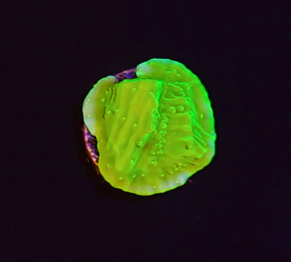 Ghoulish Glow Montipora