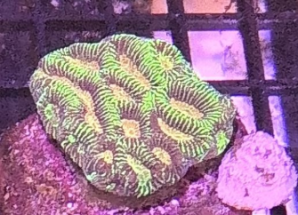 Electric Green Platygyra With Golden Eyes