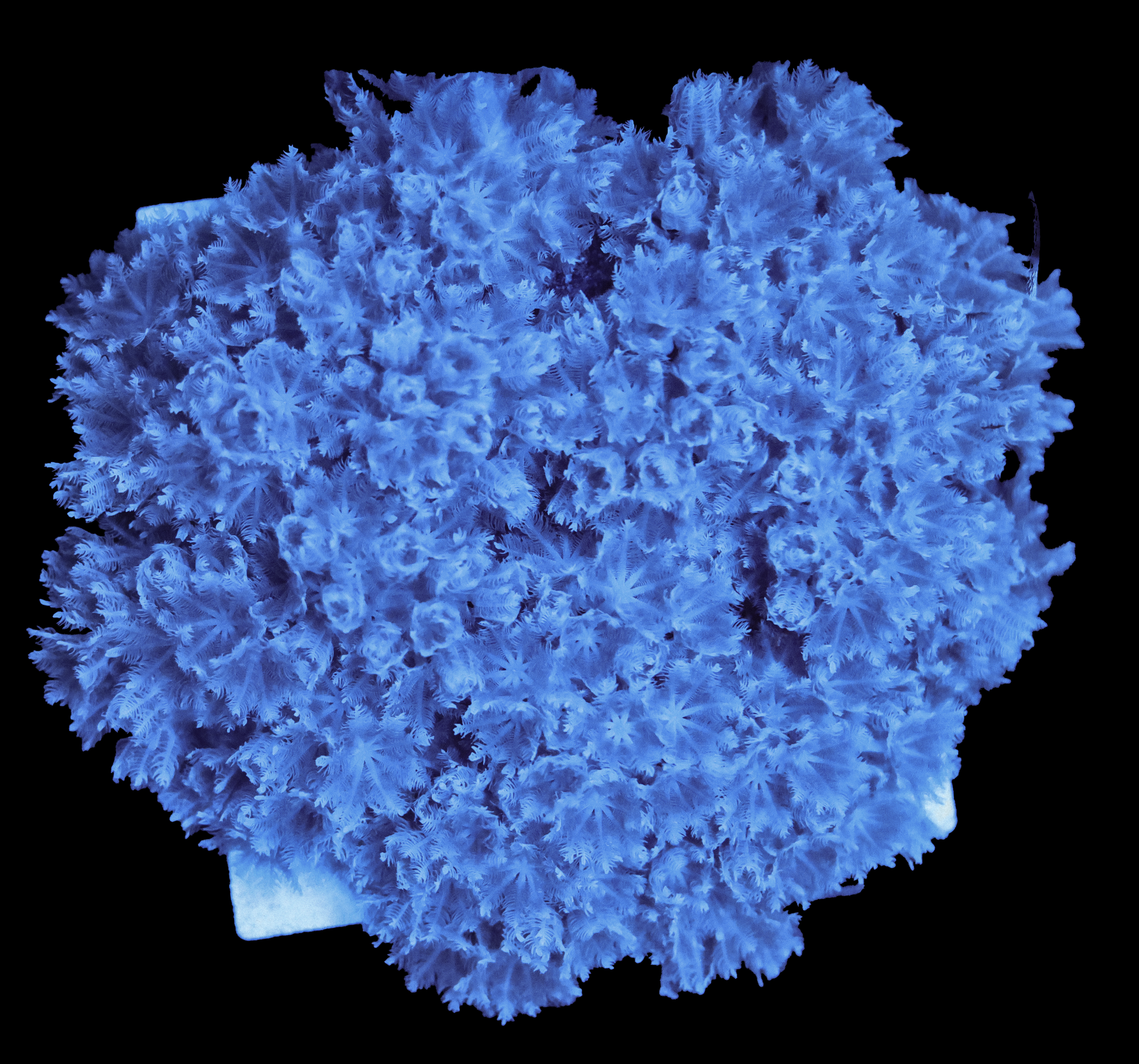 556A0597.png