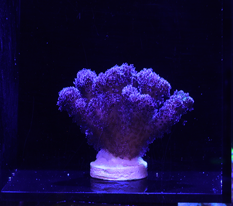Purple Pocillopora