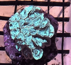Painted World Favia