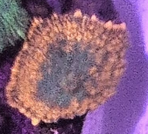 Orange Rhodactis Mushroom Frag
