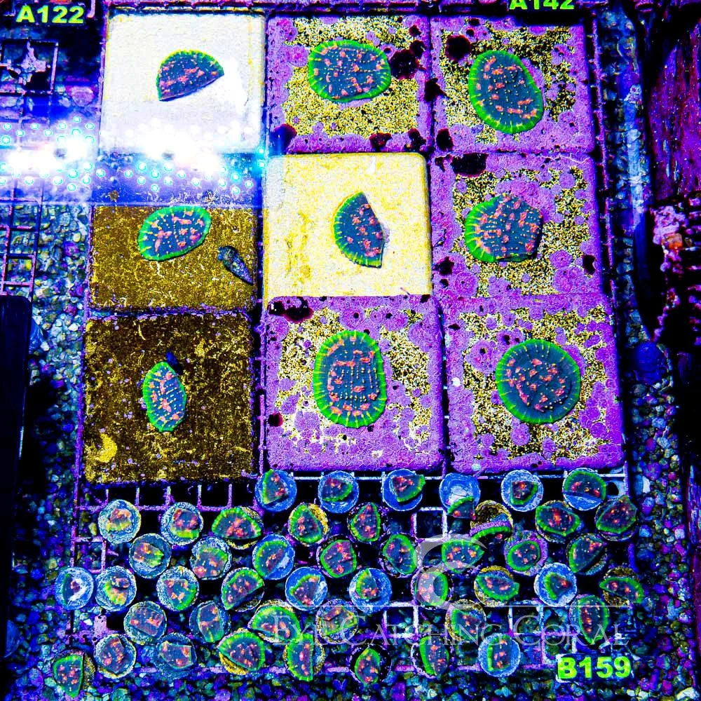 b52f01bff4e1ddaf89bc-1746205546.jpg