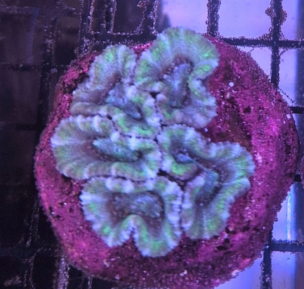 Aussie Hulk Lord Acan