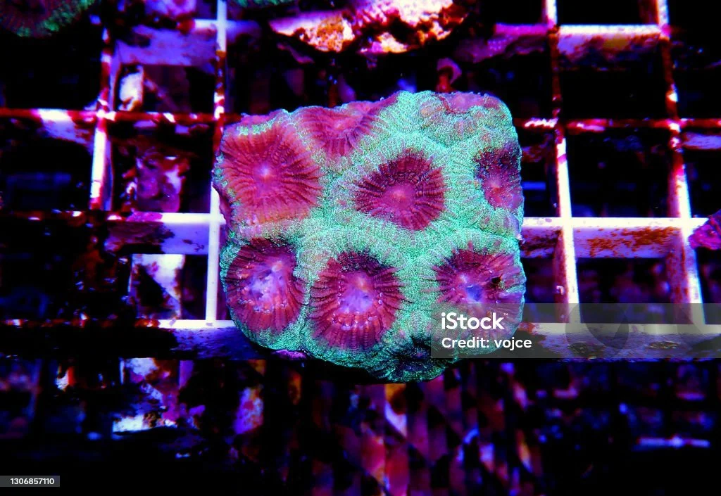 istockphoto-1306857110-1024x1024.jpg