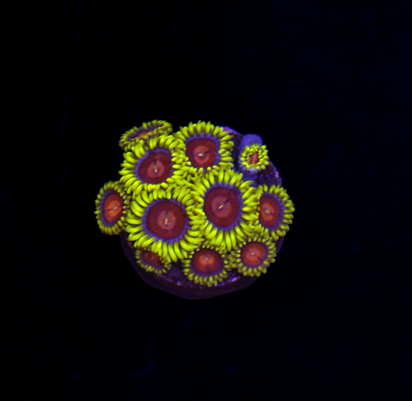 Lakers Zoanthid