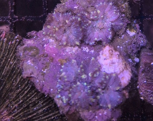Rhodactis Mushroom Purple