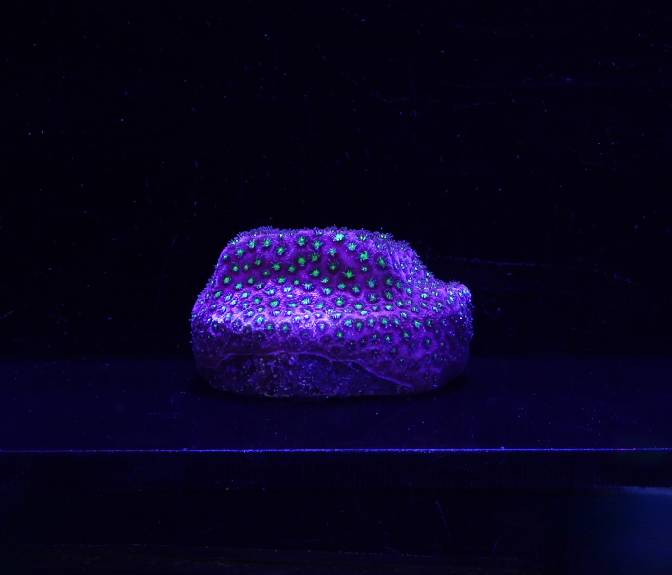 Bling Bling Cyphastrea Frag