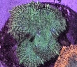 Green Rhodactis Mushroom Frag