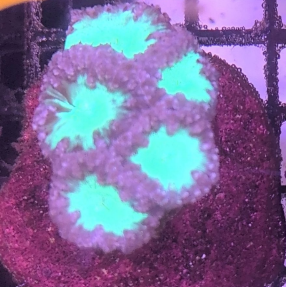 Purple and Green Blasto