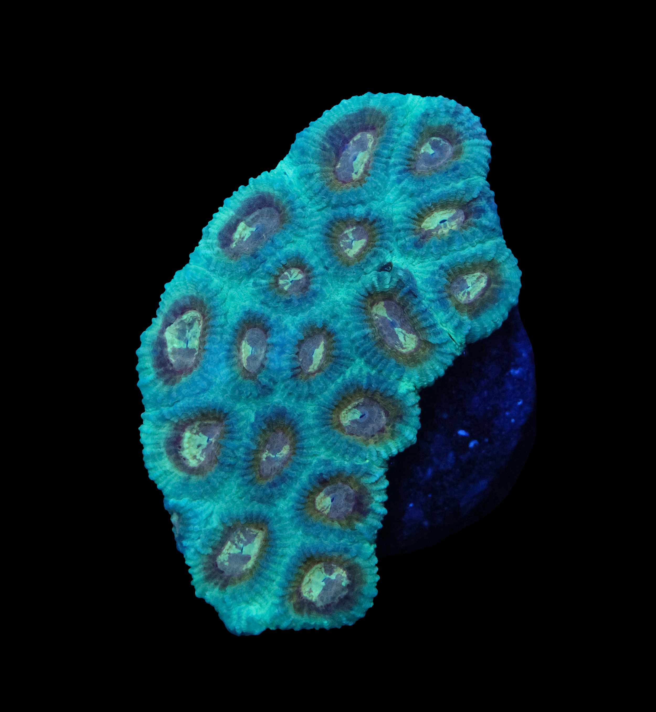 556A0566.png