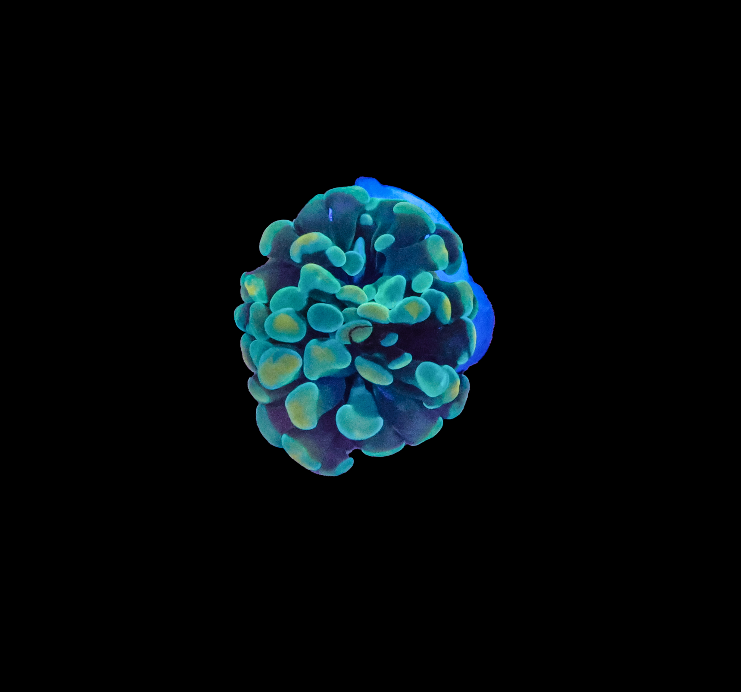 556A0384.png