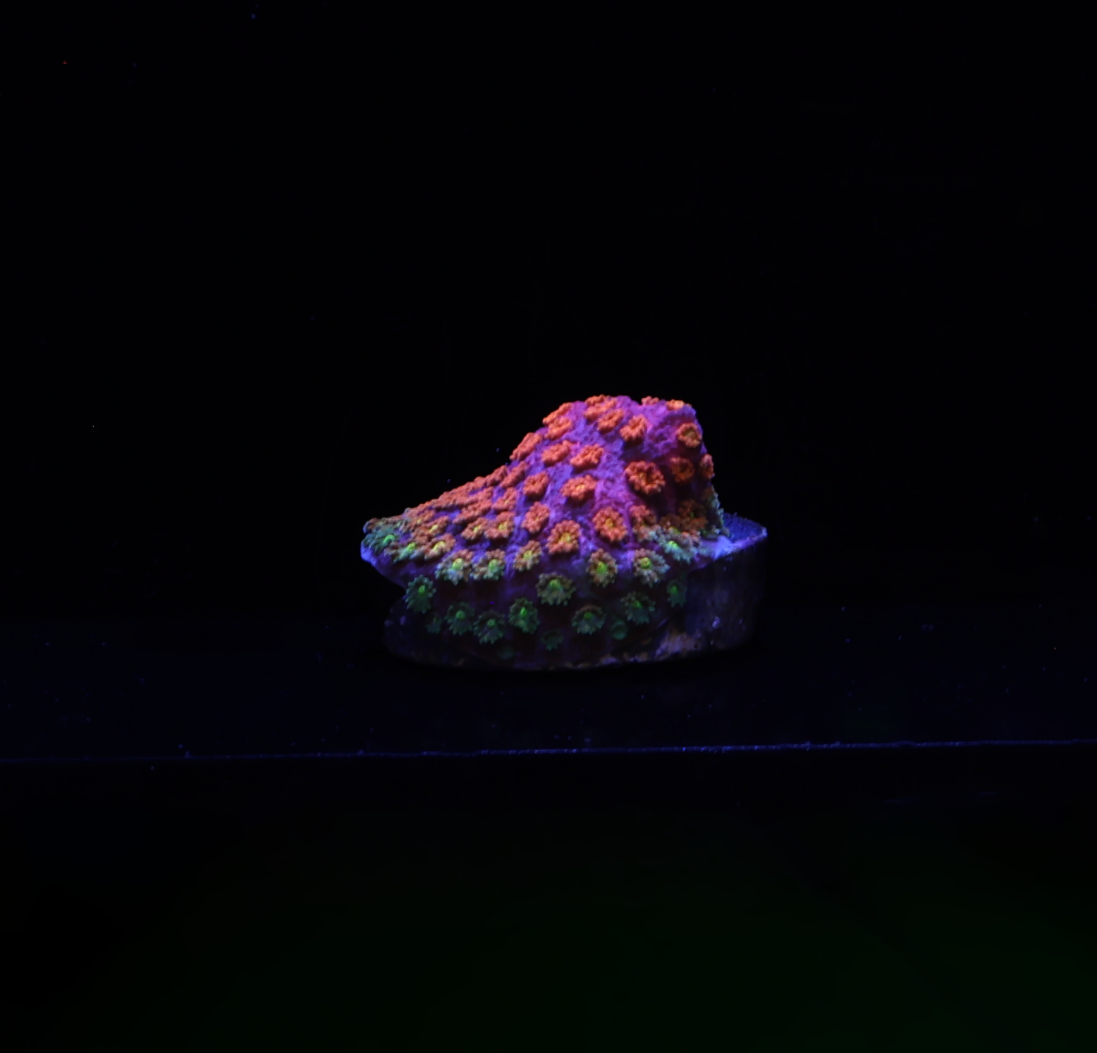 Time Warp Goniopora