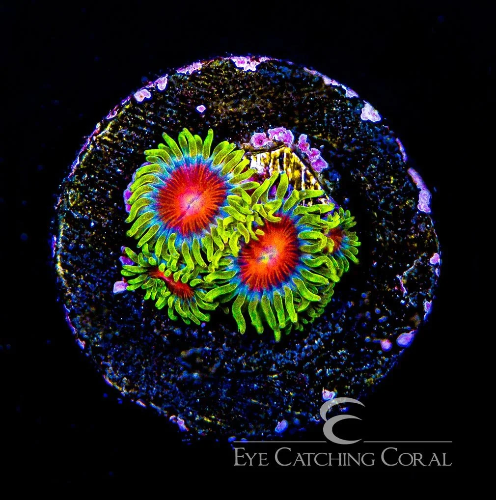 Spitfire Zoanthid