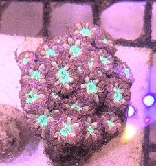 Aussie Blastomussa Merletti