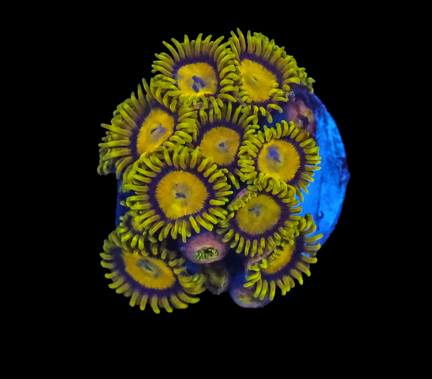 556A0603.png