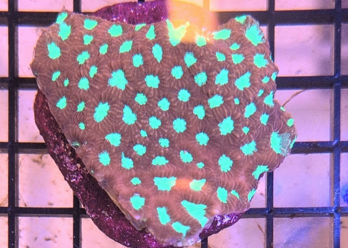 Aussie Micro Favia