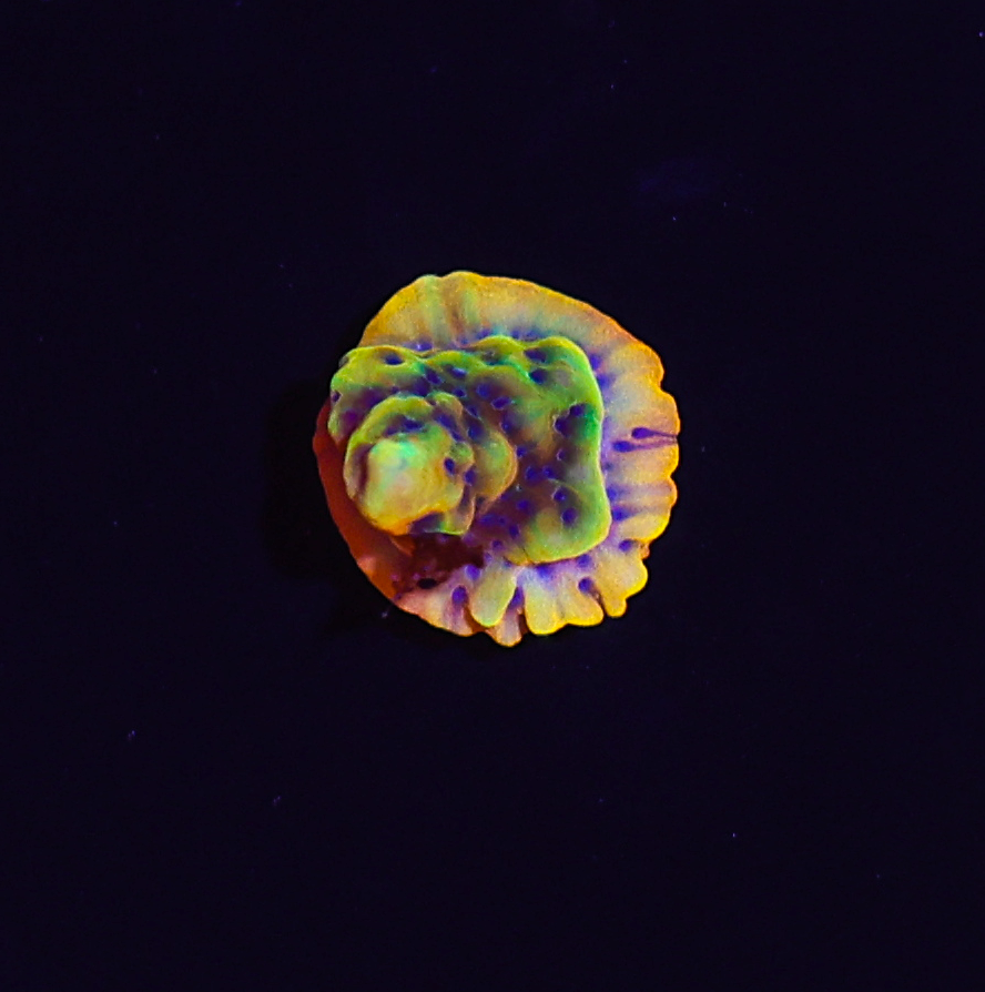 Radiant Flame Montipora