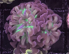 Peach Branching Hammer Frag