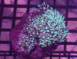 Star Polyps
