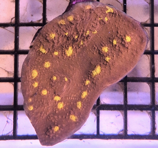 Orange Eye Chalice Frag