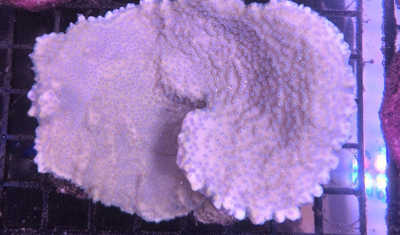 Regular Cap Montipora